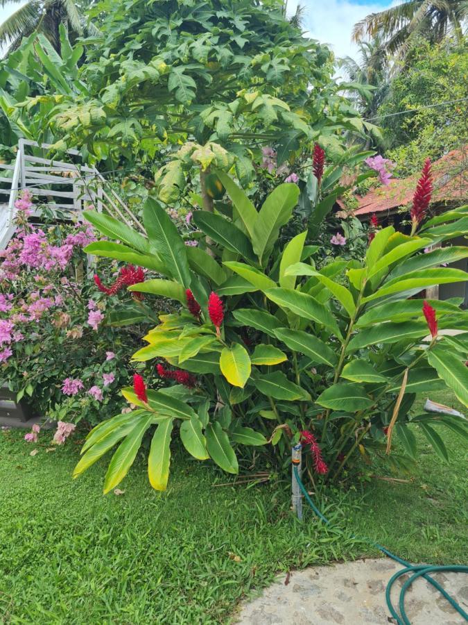 Villa Sonrisa Casa De Huespedes Las Terrenas Eksteriør bilde