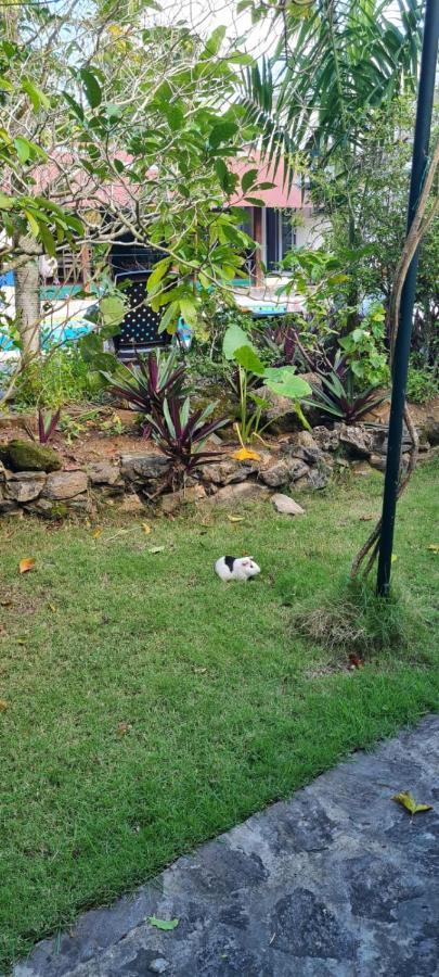 Villa Sonrisa Casa De Huespedes Las Terrenas Eksteriør bilde